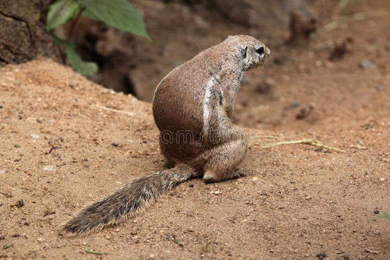 Cape ground squirrel (Xerus inauris).