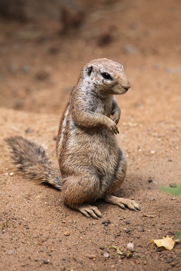 Cape ground squirrel (Xerus inauris).