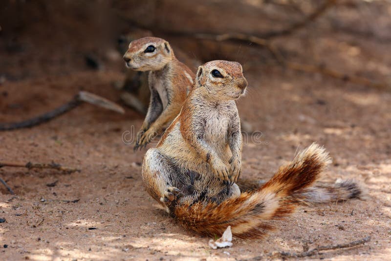 The Cape ground squirrel Xerus inauris, a young individual sneezes a resting mother.Two sguirel in desert sand royalty free stock image The Cape ground squirrel Xerus inauris, a young individual sneezes a resting mother.Two sguirel in desert sand royalty free stock image