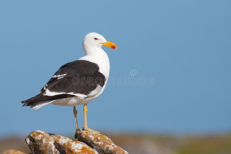 Cape Gull