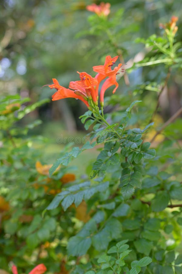 Cape Honeysuckle Capensis Tubular Orangered Flowers Stock Photo Image of honeysuckle