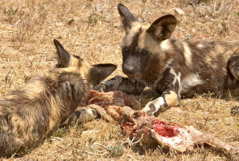 do cheetahs eat african wild dogs