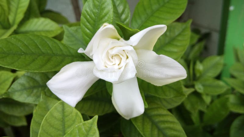 Cape jasmine.