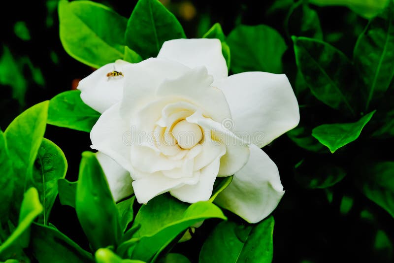 Cape Jasmine stock photo. Image of floral, jasminoides 96368712