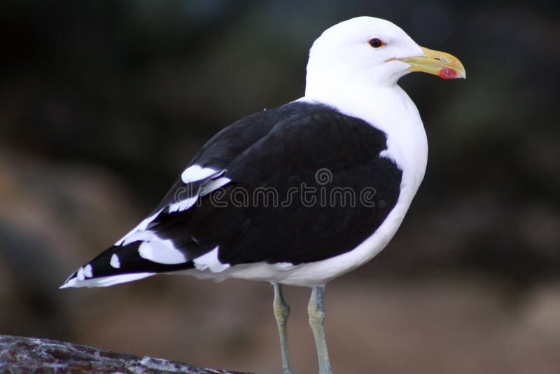 Cape (Kelp) Gull