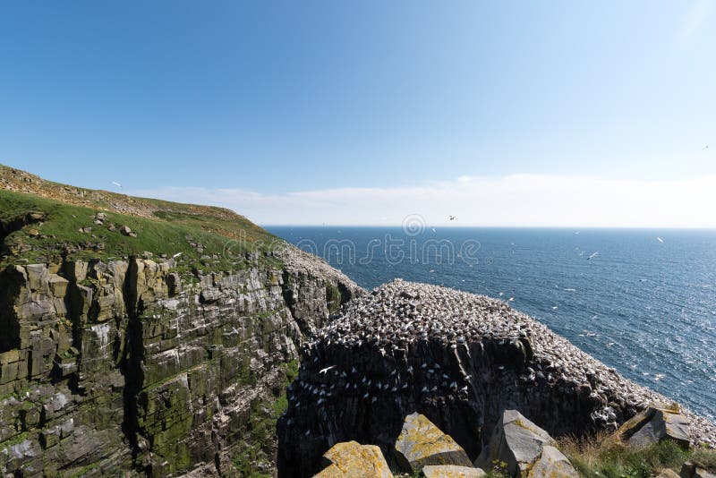 Cape St. Mary`s Ecological Reserve, Newfoundland Stock Image Image of