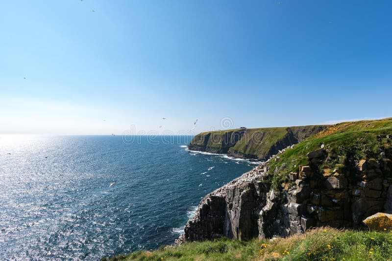 Cape St. Mary`s Ecological Reserve, Newfoundland Stock Photo Image of