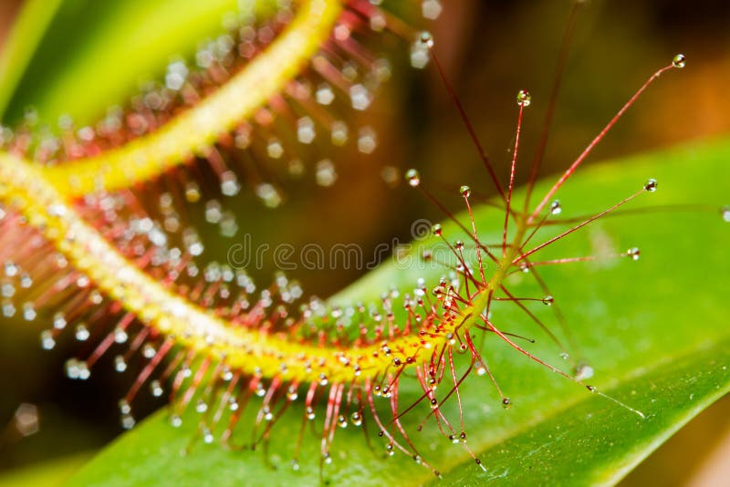 Cape sundew stock photo. Image of flesh, carnivore, micro 66227674