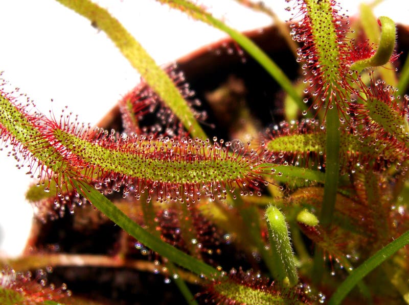 Cape sundew - Drosera capensis