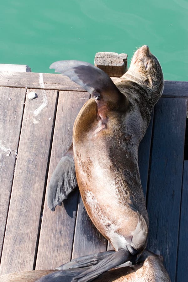 Cape town seal stock photo. Image of animal, sail, safari 6134634