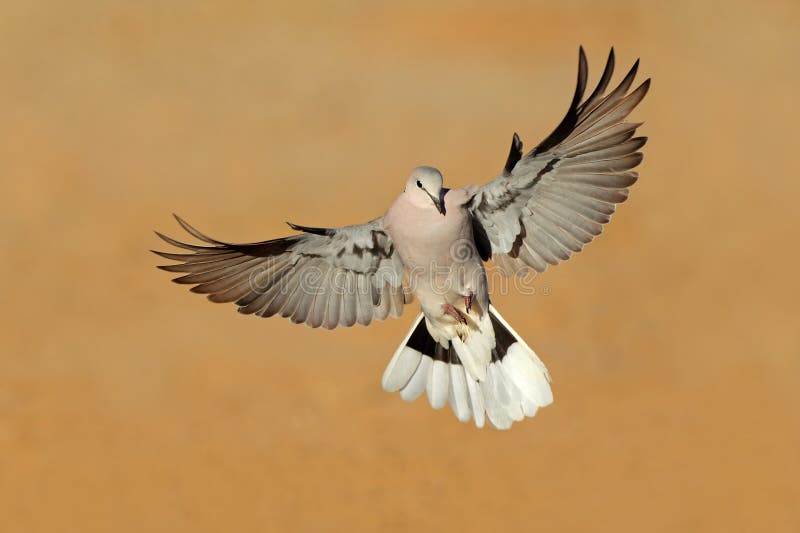 Cape turtle dove in flight