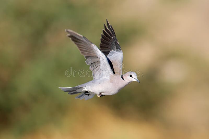 Cape turtle dove in flight