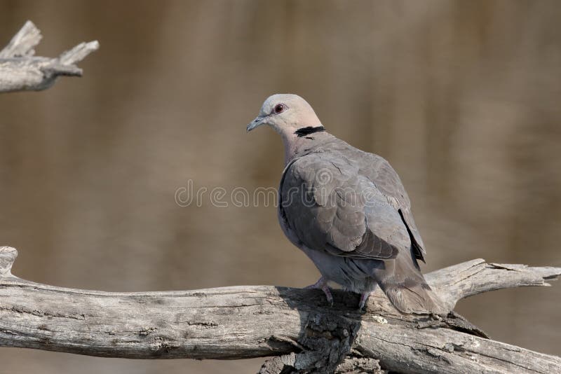 Cape-turtle dove or Ring-necked dove, Streptopelia capicola