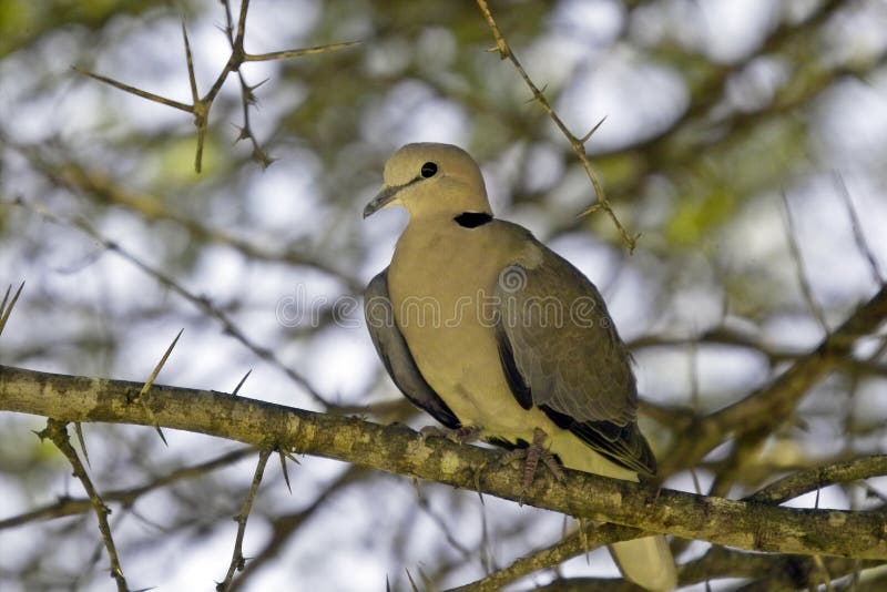 Cape Turtle Dove (Streptopelia capicola)