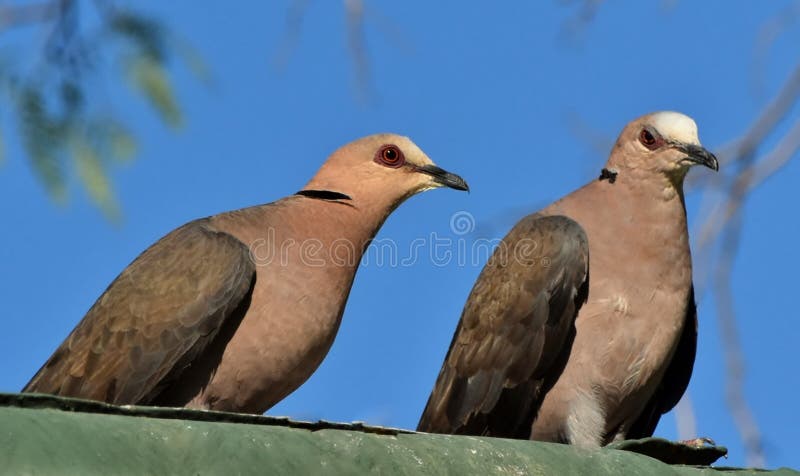 Cape Turtle Doves