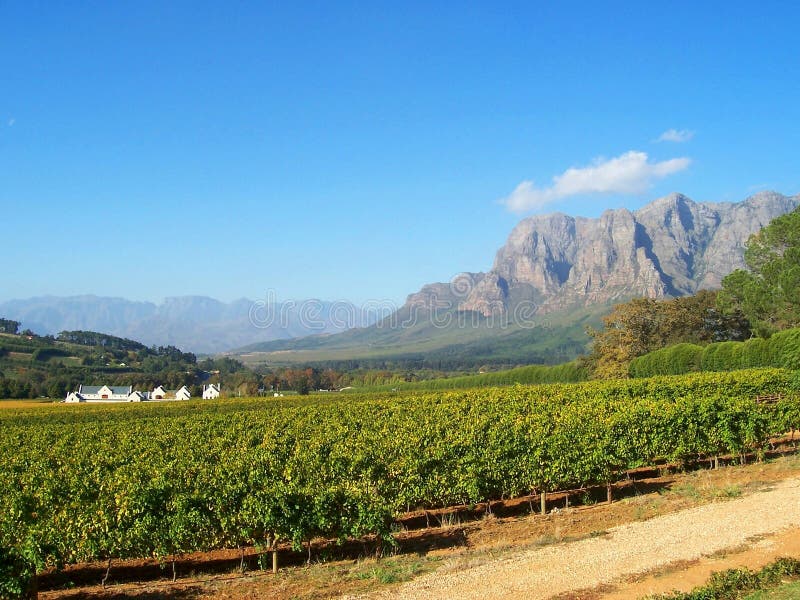 Cape Vineyard Stellenbosch S.Africa Stock Photography Image 3687902