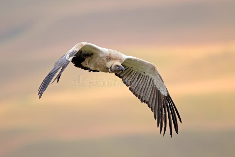 Cape vulture in flight