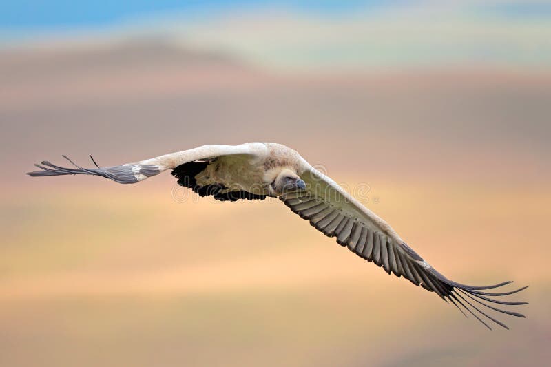 Cape vulture in flight