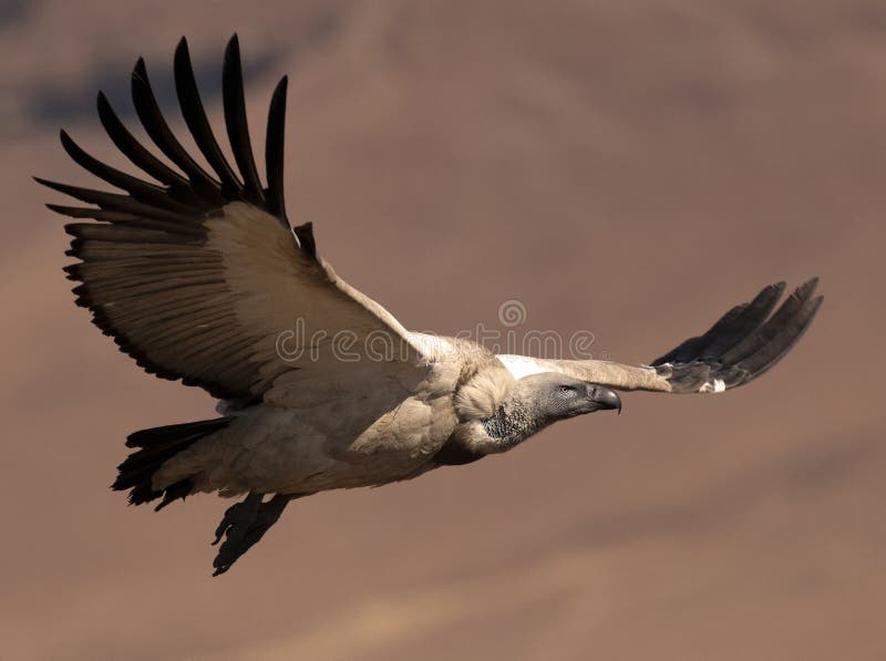 Cape Vulture in flight with wings streched out