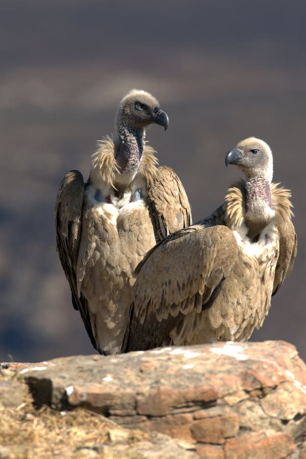 Cape Vultures