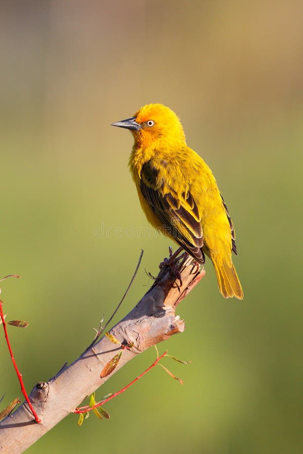 Cape Weaver