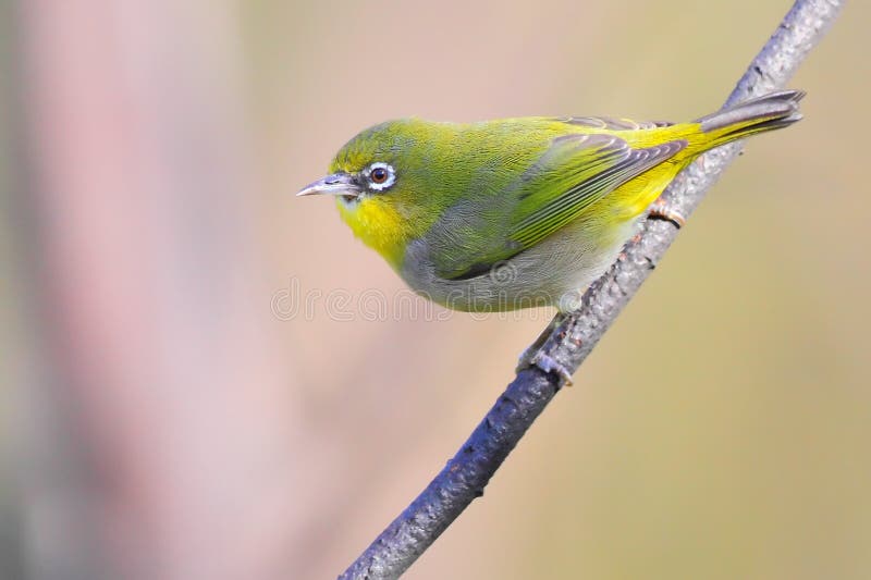 Cape White-eye