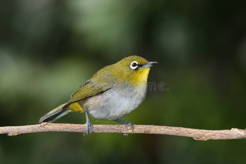 Cape white-eye