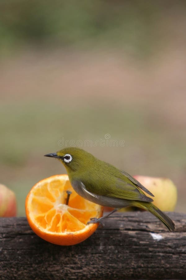 Cape White Eye Bird