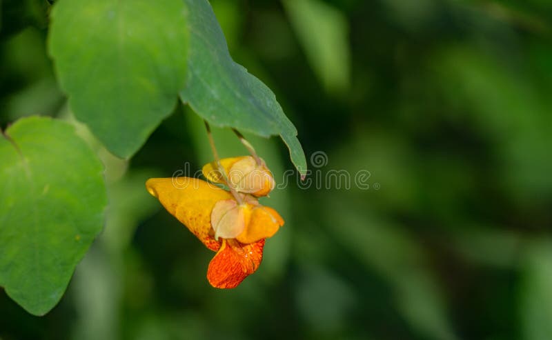 Capensis di impatiens del †macchiato del Jewelweed “ fotografia stock Capensis di impatiens del †macchiato del Jewelweed “ fotografia stock