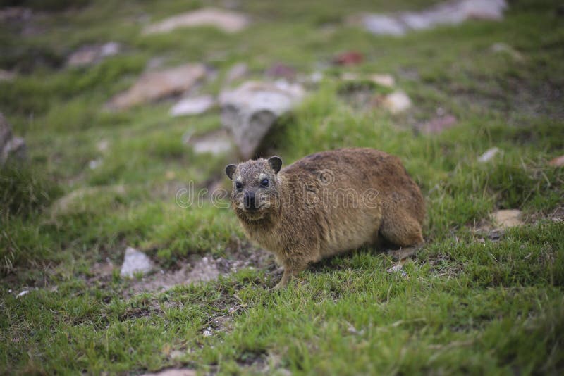 Capensis di Procavia del hyrax di roccia immagini stock Capensis di Procavia del hyrax di roccia immagini stock
