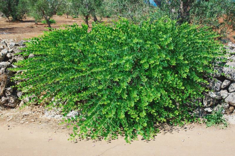 Caper Bush Capparis Spinosa Stock Photo Image of season, botany