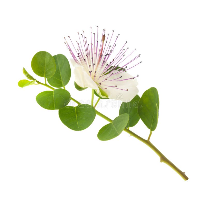 Caper flower stock photo. Image of buds, flower, ingredient 42678154