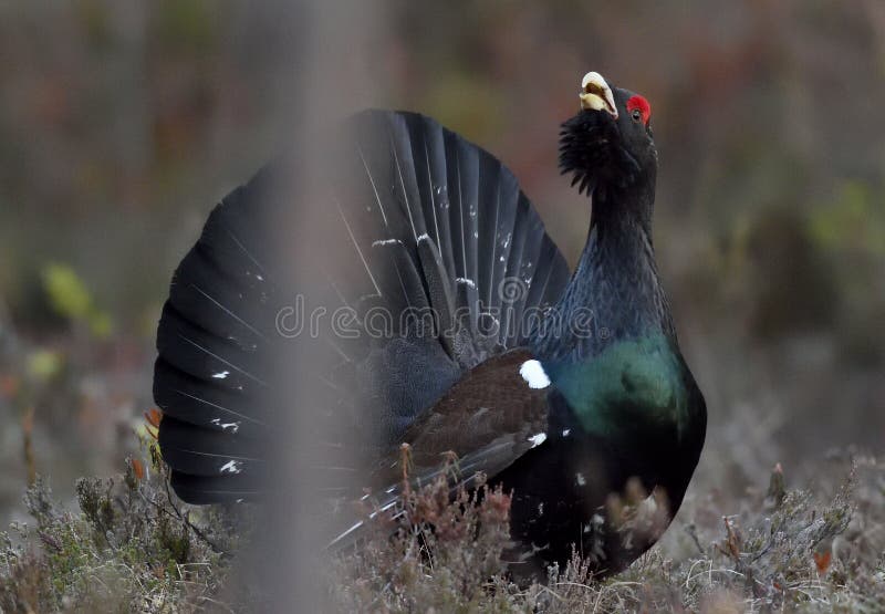 Capercaillie (Tetrao urogallus)