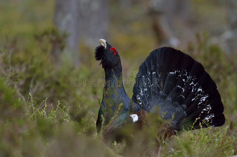 Capercaillie (Tetrao urogallus) male in the spring forest. The western capercaillie (Tetrao urogallus)