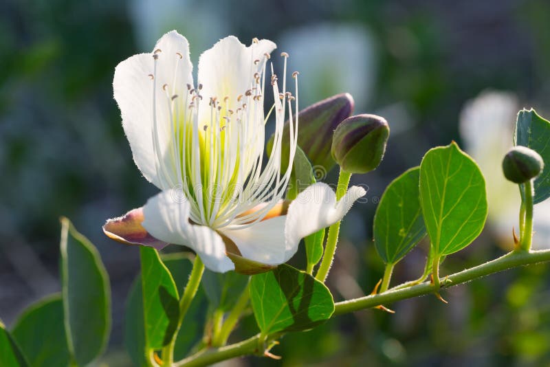 Close Up Of A Beautiful White Caper Flower Stock Photo Image of heap