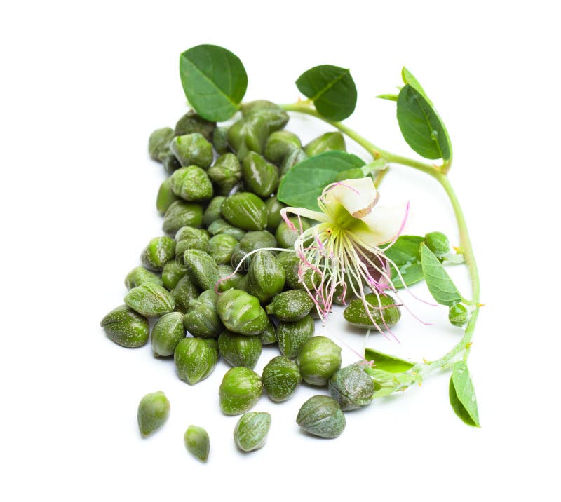 Capers on White Background. Caper Bud, Green Leaves Stock Photo Image