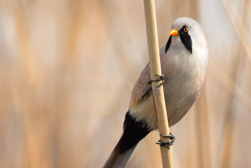Capezzolo di Beraded, maschio - biarmicus reedling di panurus in habitat naturale fotografie stock Capezzolo di Beraded, maschio - biarmicus reedling di panurus in habitat naturale fotografie stock