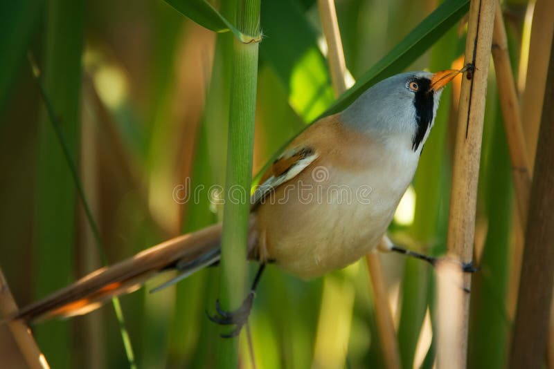 Capezzolo di Beraded, maschio - il biarmicus reedling di panurus ottiene l'alimento dalla canna immagine stock libera da diritti Capezzolo di Beraded, maschio - il biarmicus reedling di panurus ottiene l'alimento dalla canna immagine stock libera da diritti