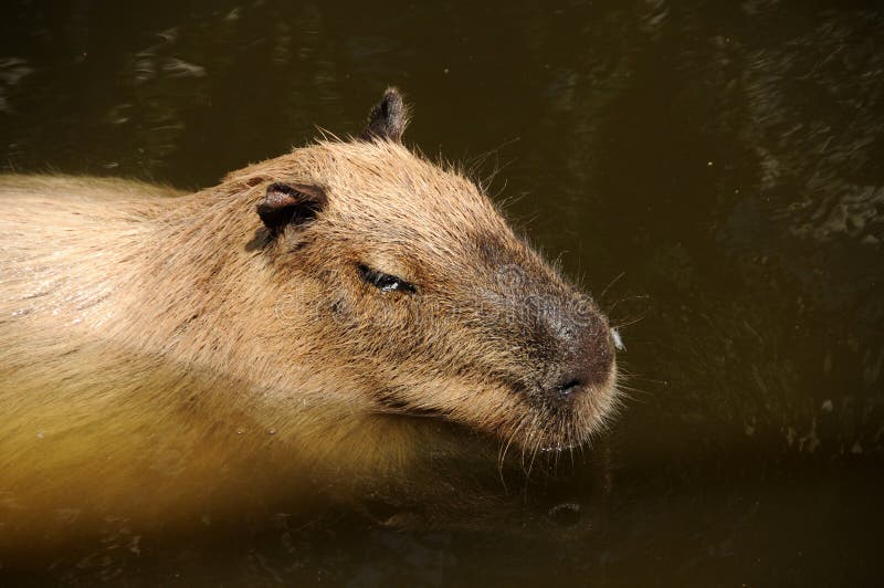 Capibara stock image. Image of sunbath, capivara, capibara - 13785063