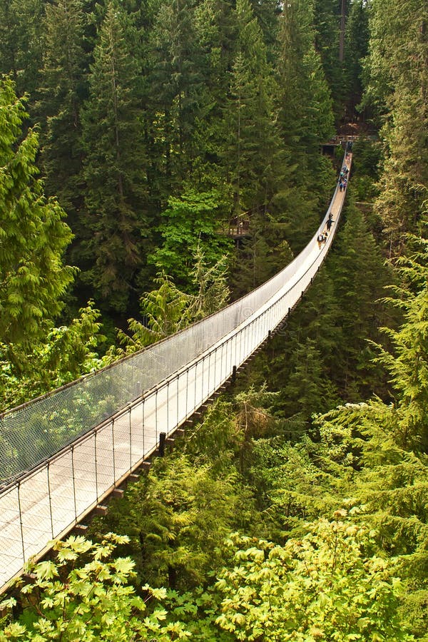Capilano Suspension Bridge in Canada Stock Image Image of