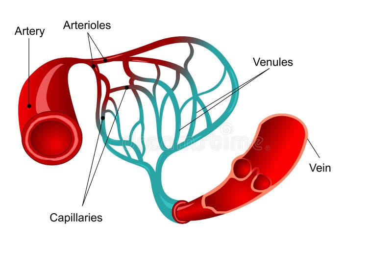 Capillary. Blood Vessel. Labelled Stock Vector - Illustration of human