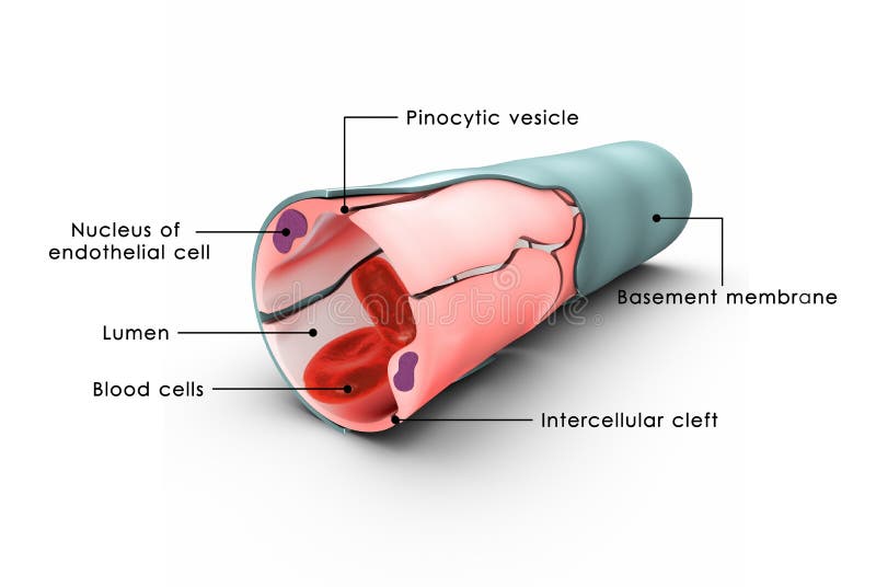 Capillary labelled