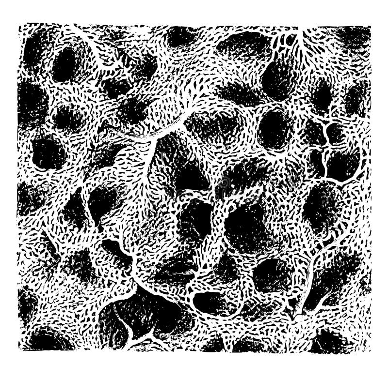 Capillary Network. Blood Vessel Stock Vector Biology Diagrams