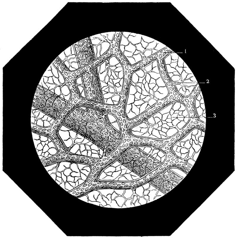 Capillary Network. Blood Vessel Stock Vector Biology Diagrams