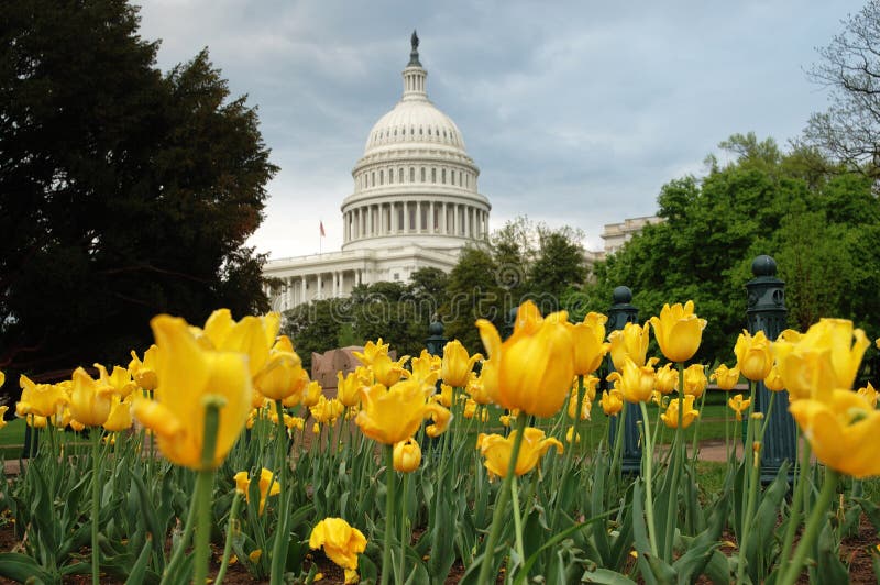 Capitolio de Estados Unidos en Washington DC con amarillo