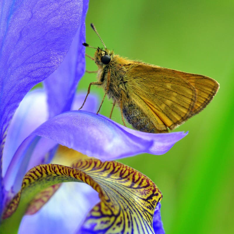 Capitán grande de la mariposa en sibirica del iris