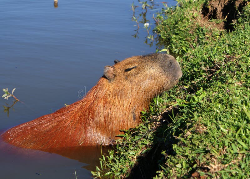 6.100+ Capivara fotos de stock, imagens e fotos royalty-free - iStock