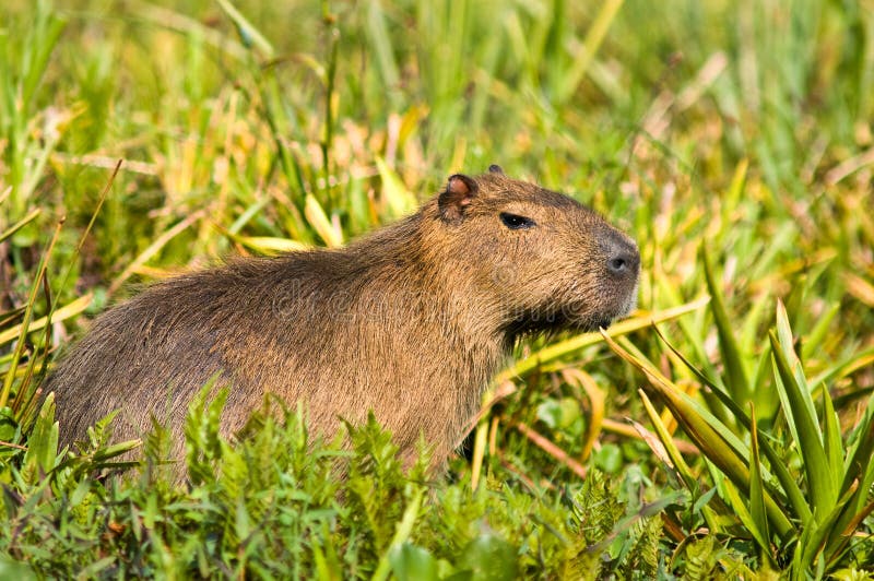 CAPIVARA: O ANIMAL MAIS LEGAL DE TODOS 