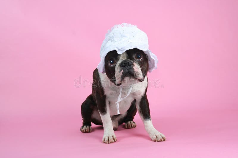 A boston terrier in a baby bonnet. A boston terrier in a baby bonnet