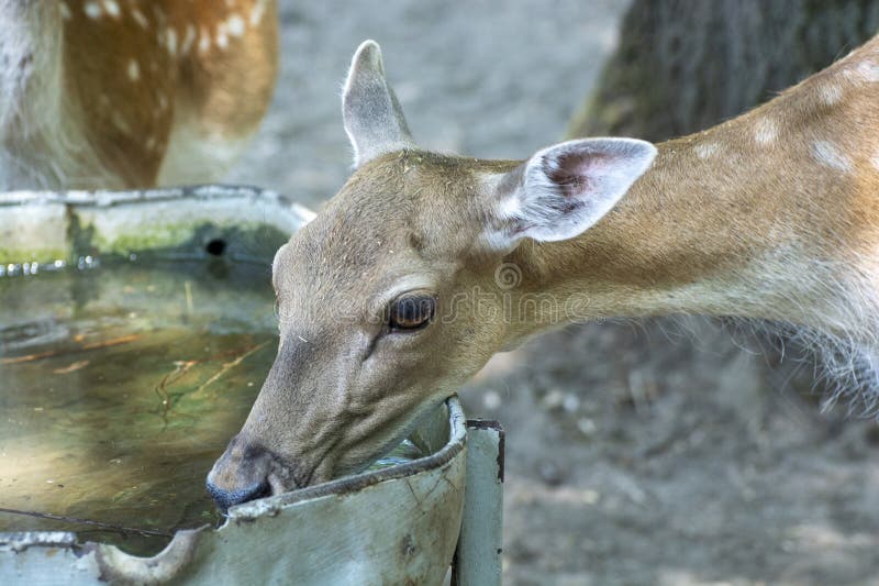 Head of an animal doe. Doe drinks water. Wild animal head. Head of an animal doe. Doe drinks water. Wild animal head